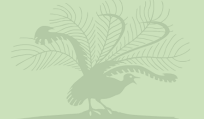 Lyrebird icon with green background.