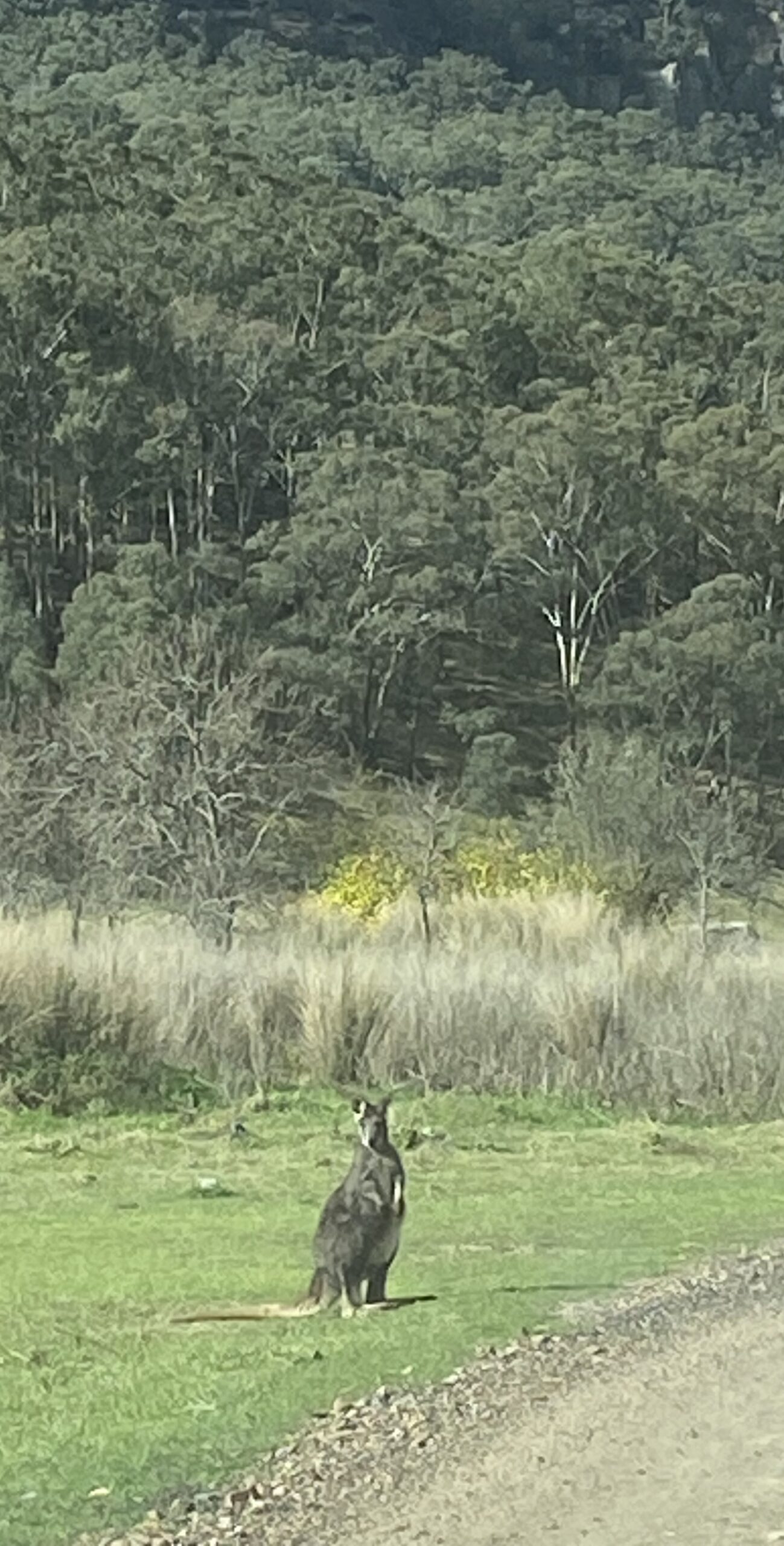 Wallaby standing beside the road with Capertee Valley bushland behind.