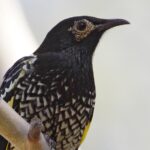 Picture of a Regent Honeyeater bird sitting on a tree branch.